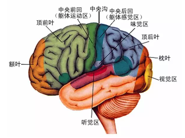 經(jīng)顱磁刺激治療你知道多少？